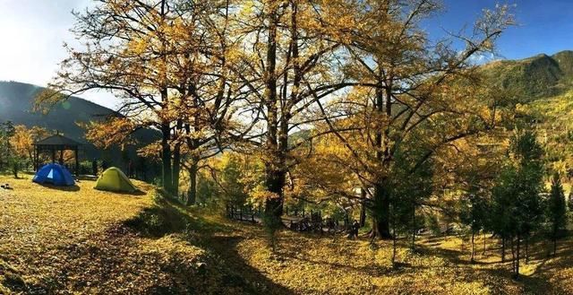 Ginko Gloden Color