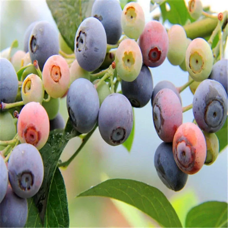 Yunnan Jianshui BlueBerry