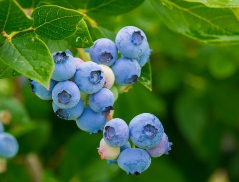 Yunnan Jianshui BlueBerry