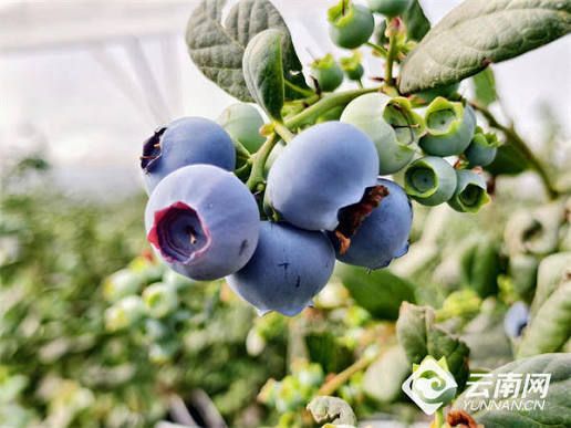 Yunnan Jianshui BlueBerry