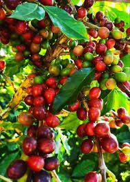 Laizhuke Gesha Coffee